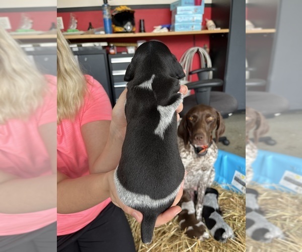 Medium Photo #1 German Shorthaired Pointer Puppy For Sale in HEWITT, MN, USA