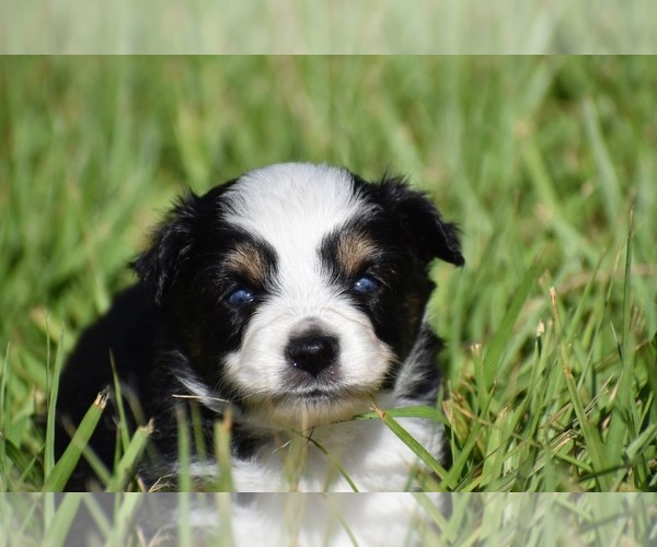 Medium Photo #6 Miniature Australian Shepherd Puppy For Sale in PALM COAST, FL, USA