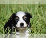 Small #5 Miniature Australian Shepherd