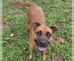 Small #2 Black Mouth Cur Mix