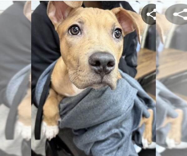 Medium Photo #2 American Staffordshire Terrier-Labrador Retriever Mix Puppy For Sale in Brewster, NY, USA