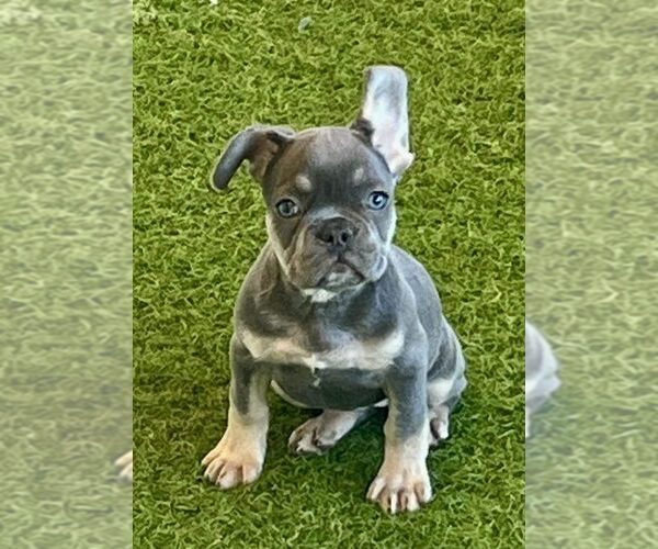 Medium Photo #1 French Bulldog Puppy For Sale in BERKLEY, MI, USA