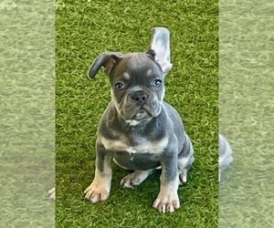 French Bulldog Puppy for sale in BERKLEY, MI, USA