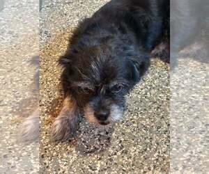 Chewy - Male Mutt Dog for Adoption - Photo #2