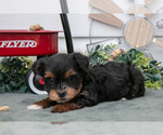 Small Photo #15 YorkiePoo Puppy For Sale in BERNE, IN, USA
