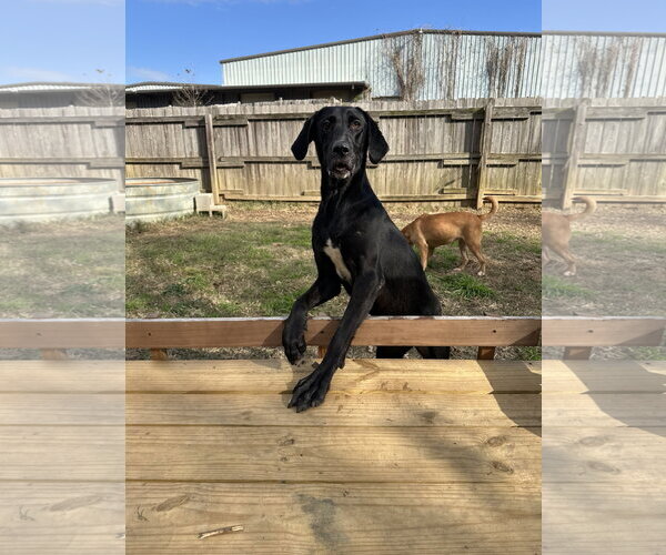 Medium Photo #1 Great Dane-Labrador Retriever Mix Puppy For Sale in Jackson, MS, USA
