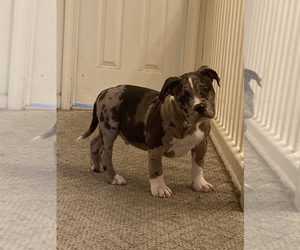 American Bully Puppy for sale in ROSEDALE, MD, USA