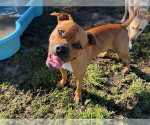 American Pit Bull Terrier-Unknown Mix Dogs for adoption in Ocala, FL, USA