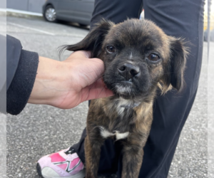 Chug Dogs for adoption in Brooklyn, NY, USA