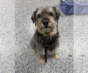 Mutt Dogs for adoption in Bemidji, MN, USA
