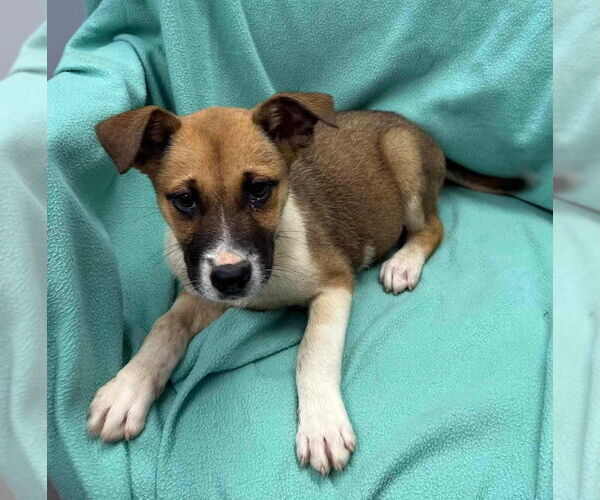 Medium Photo #18 Mutt Puppy For Sale in Germantown, OH, USA