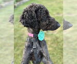 Small #1 Mutt
