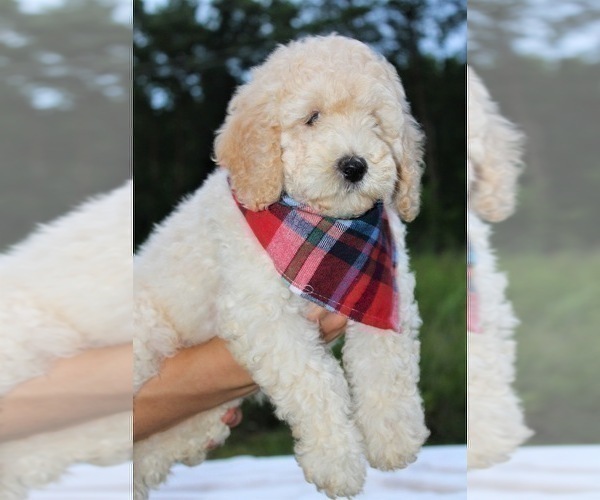 Medium Photo #48 Goldendoodle Puppy For Sale in TIMBERLAKE, NC, USA