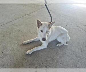 Siberian Husky-Unknown Mix Dogs for adoption in Texas City, TX, USA