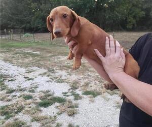 Dachshund Puppy for sale in BOLIVAR, MO, USA