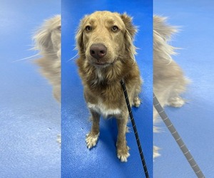 JUNIE - Female Great Pyrenees-Unknown Mix Dog for Adoption - Photo #2