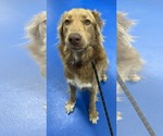 Small #1 Mutt