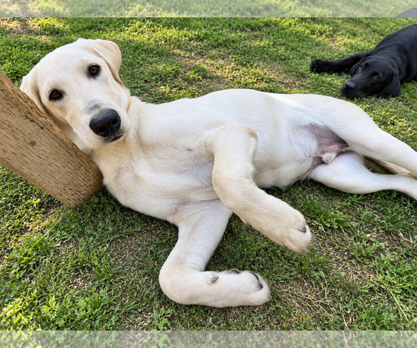 Medium Photo #2 Labrador Retriever Puppy For Sale in Clovis, CA, USA