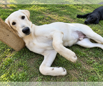 Small Photo #2 Labrador Retriever Puppy For Sale in Clovis, CA, USA