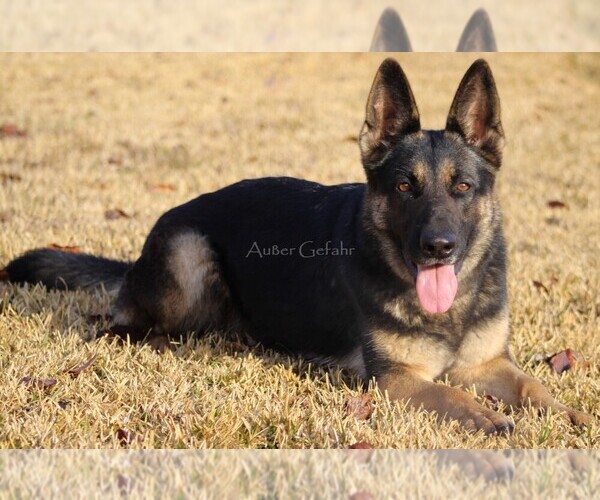 Medium Photo #1 German Shepherd Dog Puppy For Sale in GREENVILLE, TX, USA