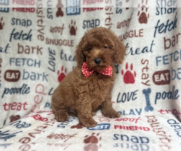 Medium Photo #7 Goldendoodle (Miniature) Puppy For Sale in LAKELAND, FL, USA