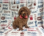 Small #6 Goldendoodle (Miniature)