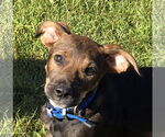 Small #2 Beagle Mix