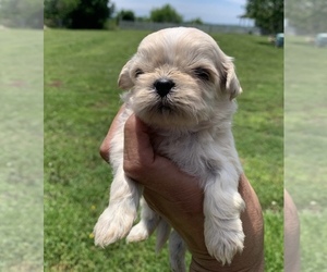 Shih Tzu Puppy for Sale in ADRIAN, Missouri USA