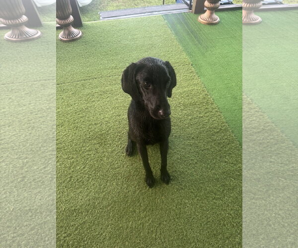 Medium Photo #3 Labrador Retriever-Unknown Mix Puppy For Sale in Oakhurst, NJ, USA