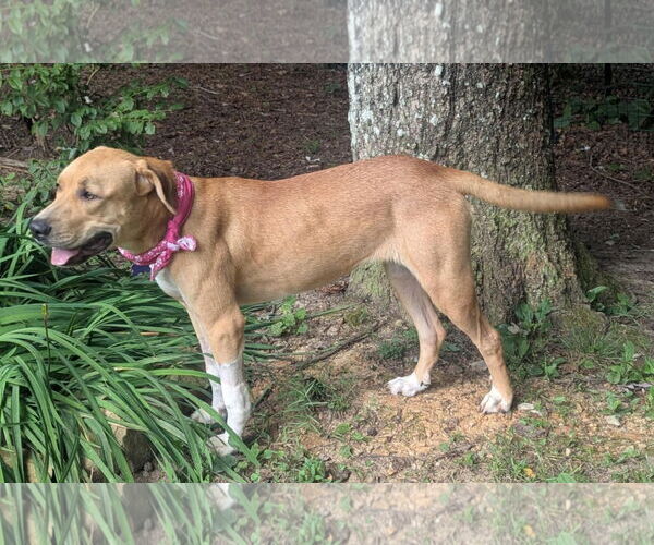 Medium Photo #11 Mastiff-Redbone Coonhound Mix Puppy For Sale in Cookeville, TN, USA