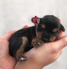Yorkshire Terrier Puppy for sale in LANCASTER, CA, USA