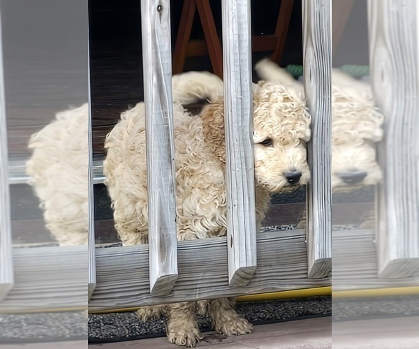 Medium Photo #2 Goldendoodle Puppy For Sale in RUSSELL, MA, USA