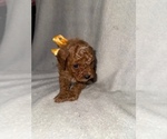 Puppy Puppy 7 Cavapoo (Miniature)