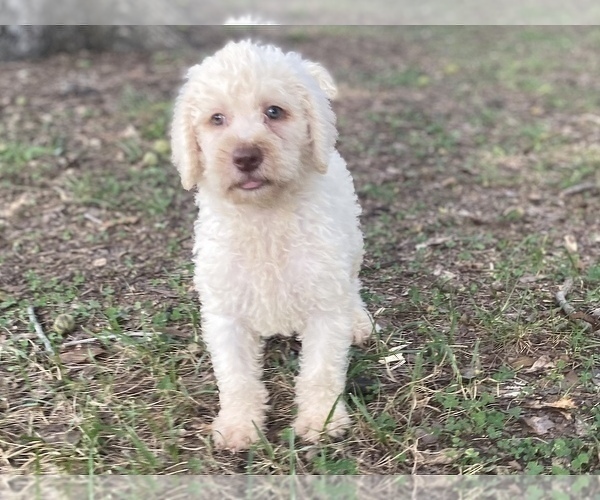 Medium Photo #10 Goldendoodle Puppy For Sale in CANON, GA, USA