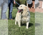 Small Photo #1 Golden Retriever Puppy For Sale in NEOLA, WV, USA