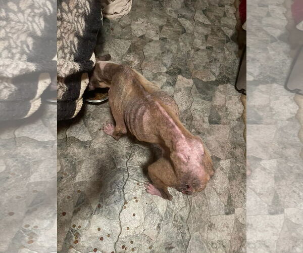 Medium Photo #14 Boxer-Unknown Mix Puppy For Sale in Escondido, CA, USA