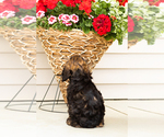 Small #6 Cocker Spaniel-Poodle (Miniature) Mix