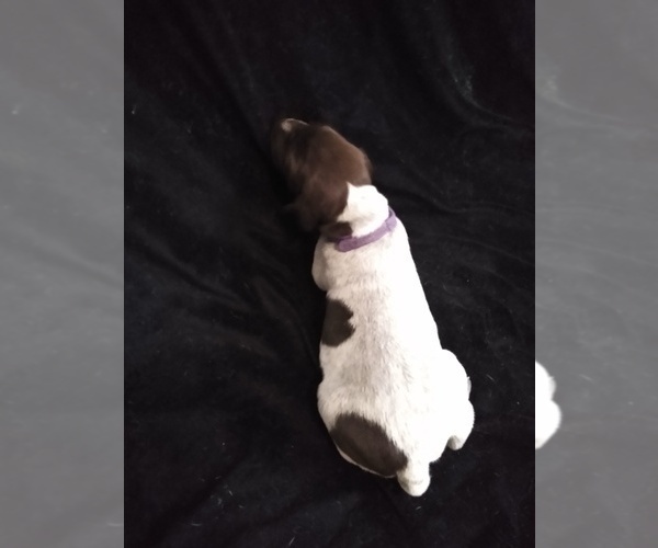 Medium Photo #4 German Shorthaired Pointer Puppy For Sale in SAINT GEORGE, SC, USA