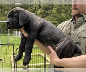 Boerboel-Mastiff Mix Puppy for Sale in ROY, Washington USA
