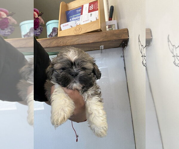 Medium Photo #4 Shih Tzu Puppy For Sale in Studio City, CA, USA
