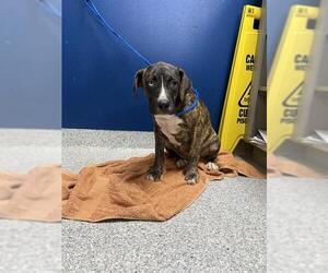 American Pit Bull Terrier-Unknown Mix Dogs for adoption in Pasadena, TX, USA