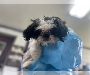 Shih Tzu Dogs for adoption in Raleigh, NC, USA