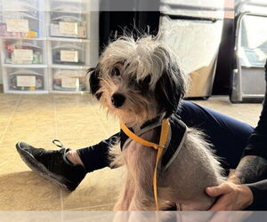 Mutt Dogs for adoption in Raleigh, NC, USA