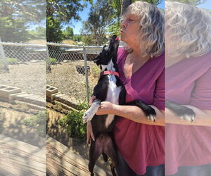 Fiona - Female Italian Greyhound-Unknown Mix Dog for Adoption - Photo #5
