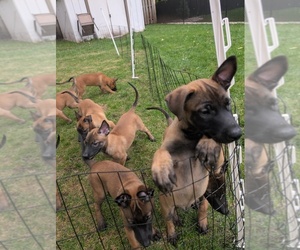 Belgian Malinois Puppy for sale in OSHKOSH, WI, USA