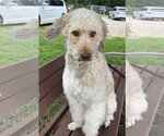 Small #2 Poodle (Standard)-Siberian Husky Mix