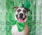 Small #8 American Staffordshire Terrier-Siberian Husky Mix