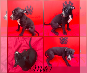 American Pit Bull Terrier Puppy for sale in TRENTON, NJ, USA