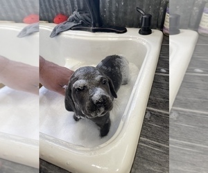 Weimaraner Puppy for sale in BLAIR, WI, USA