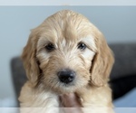 Small #2 Goldendoodle (Miniature)
